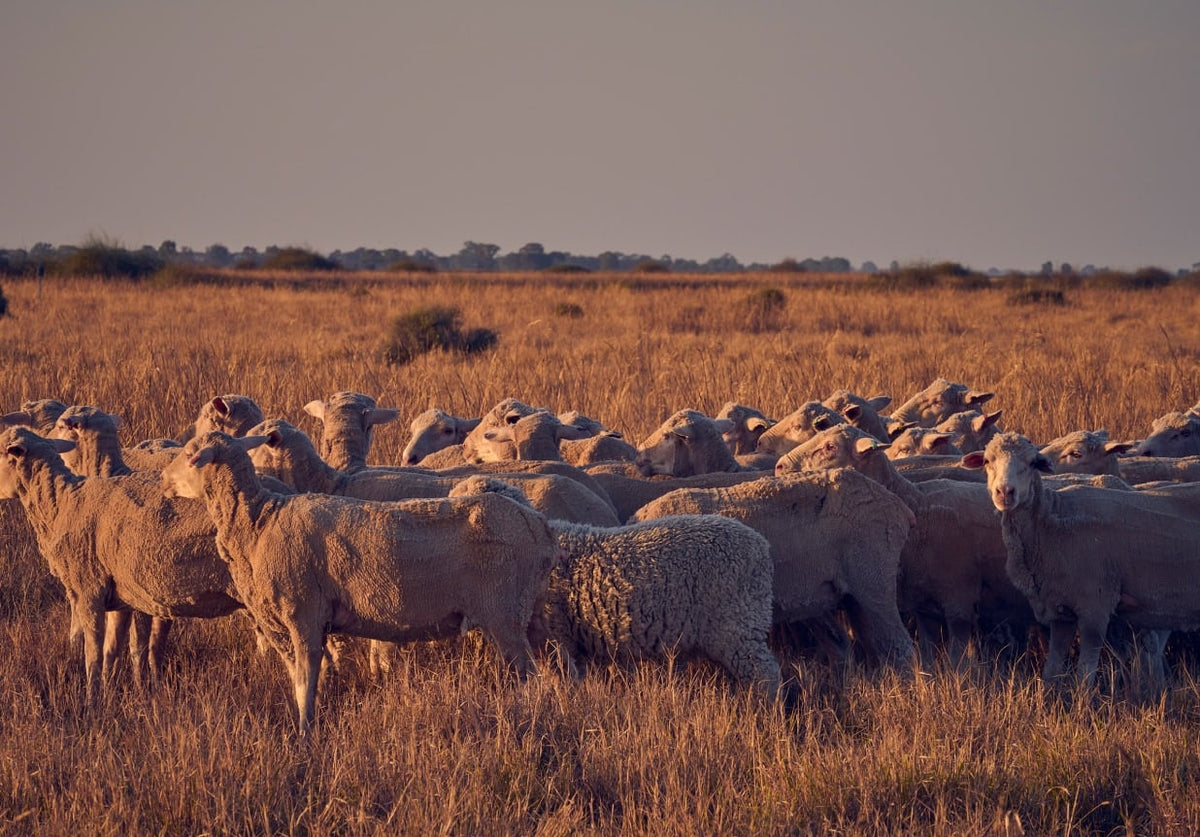 Working with Wool Growers to Protect an Endangered Bird