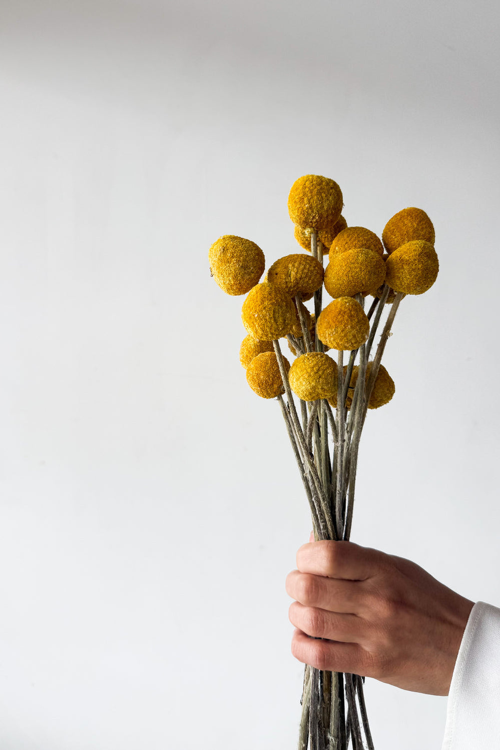 Dried Billy Buttons - Yellow - image 3
