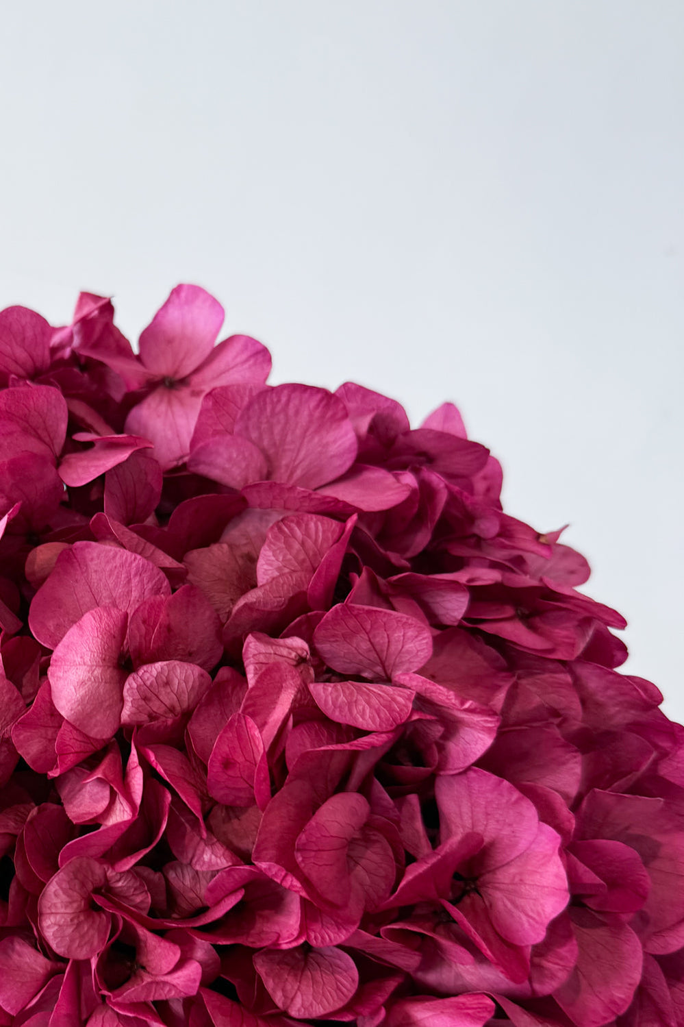 Preserved Large-Leaf Hydrangea Stem - Raspberry - image 4