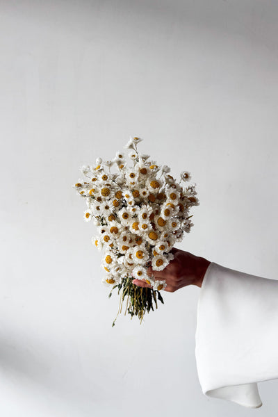 Dried Daisy Bunch - Natural - image 1