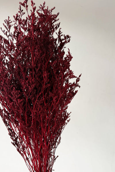 Preserved Misty - Maroon - image 3