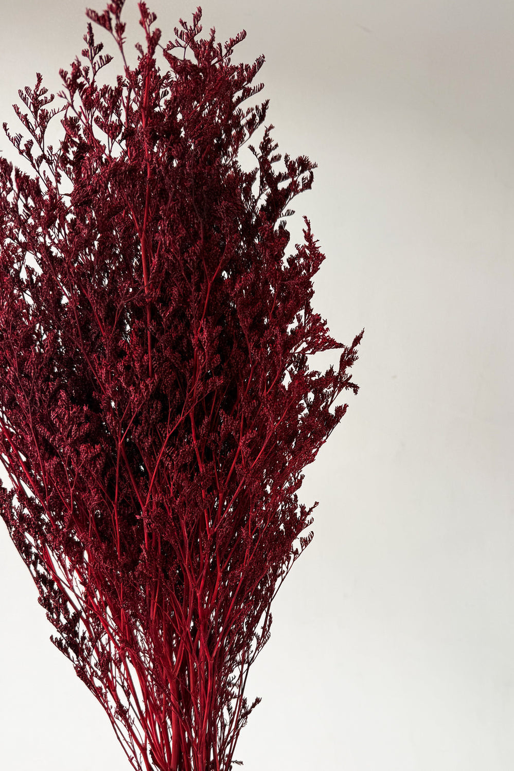 Preserved Misty - Maroon - image 3