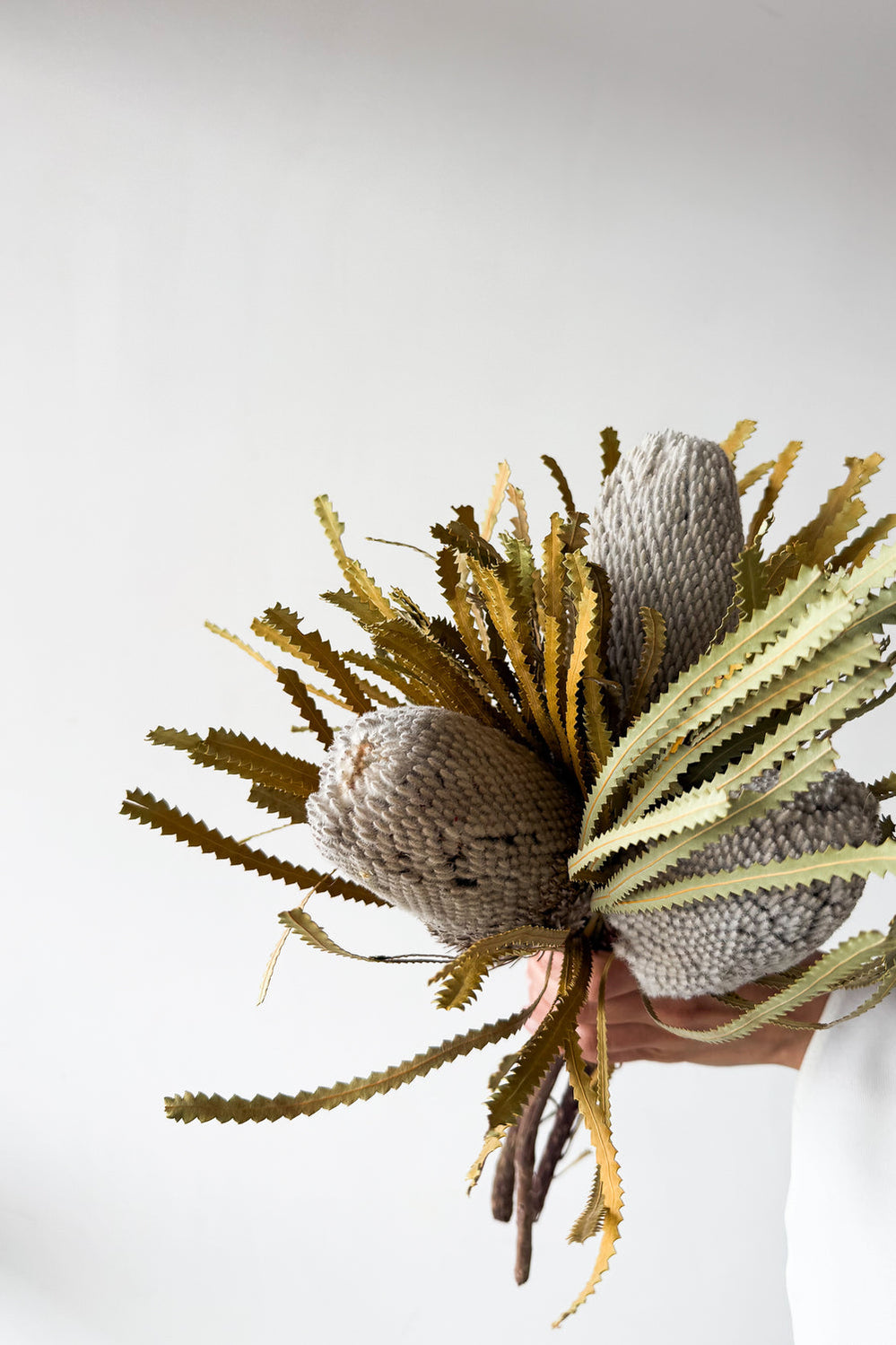 Dried Native Banksia 3 Stems - Natural - image 3