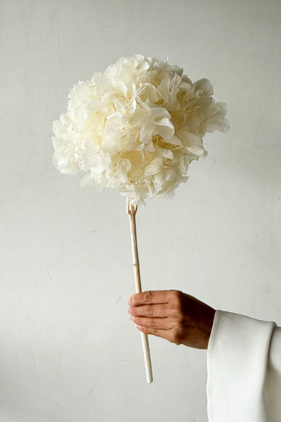 Preserved Large-Leaf Hydrangea Stem - White - image 3