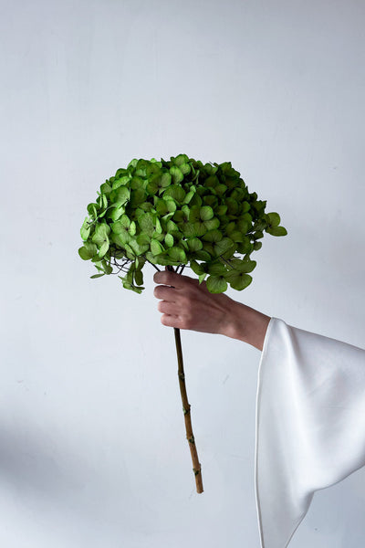Preserved Large-Leaf Hydrangea Stem - Green - image 2