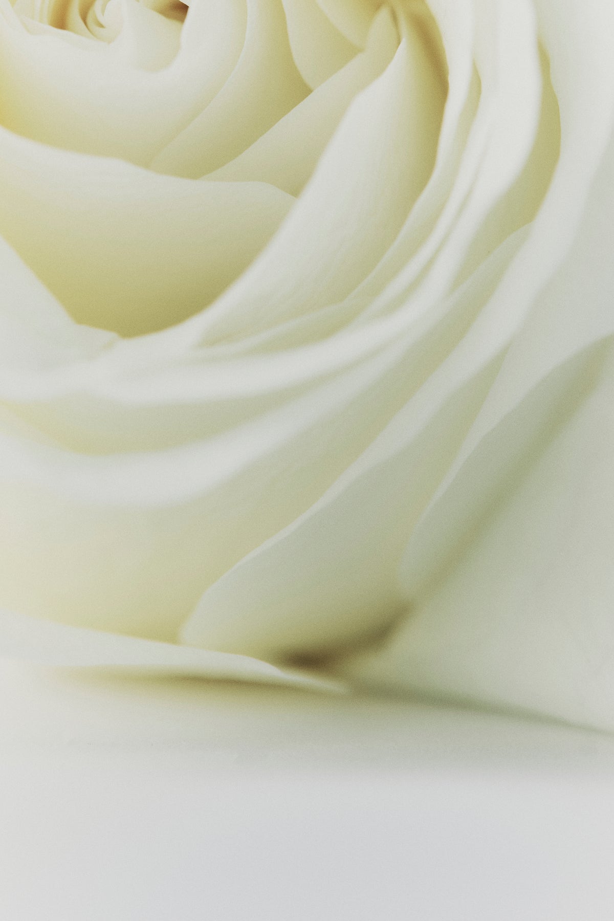 Australian Made Rose & Oud Body Balm 500Ml