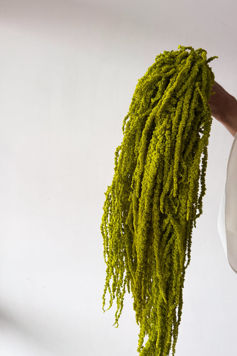 Preserved Amaranthus - Lime Green - image 3