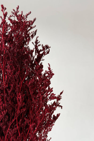 Preserved Misty - Maroon - image 2