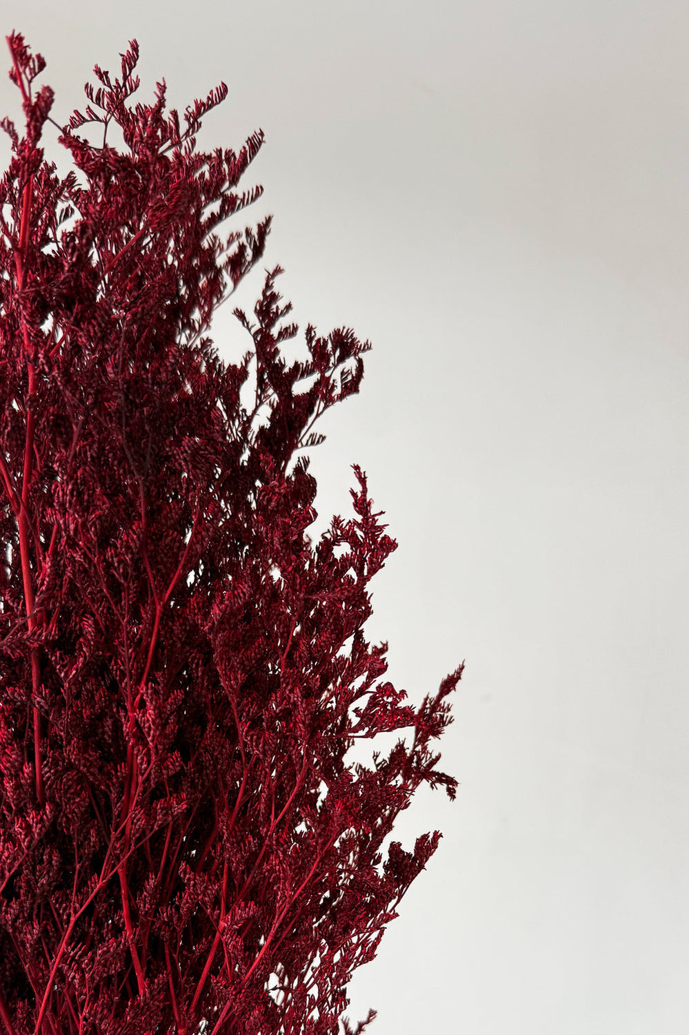 Preserved Misty - Maroon - image 2
