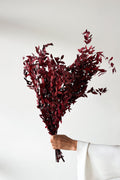 Preserved Small-leaf Gum - Maroon - image 1