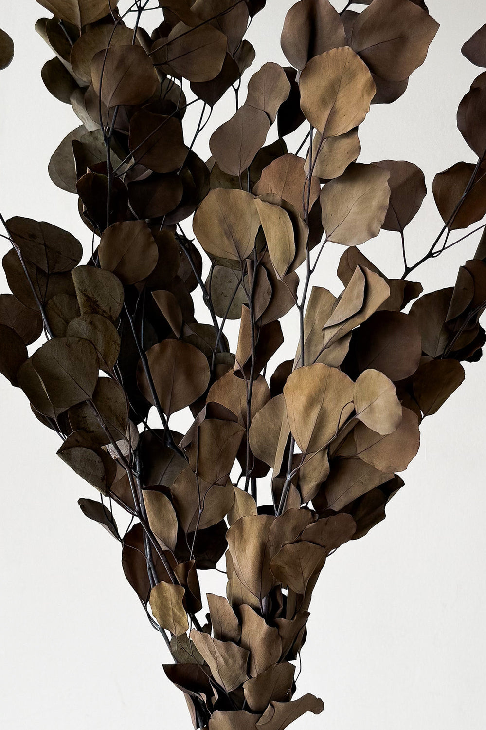 Preserved Polygum Foliage - Natural - image 4