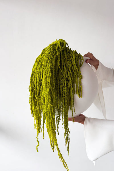 Preserved Amaranthus - Lime Green - image 4