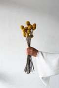 Dried Billy Buttons - Yellow - image 1