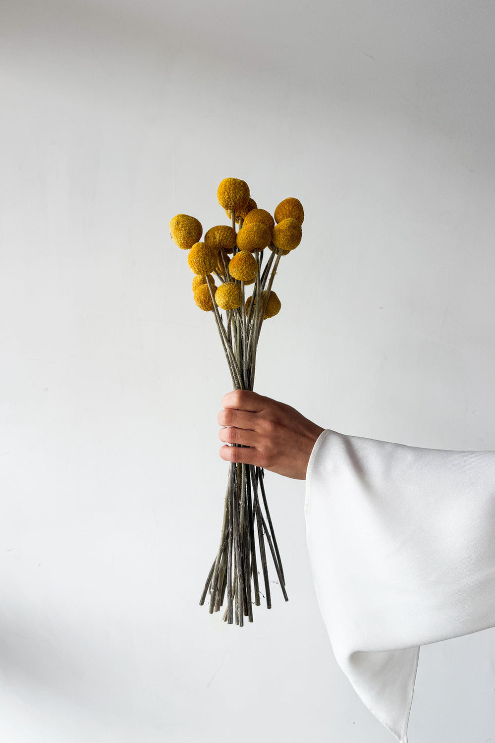 Dried Billy Buttons - Yellow - image 1