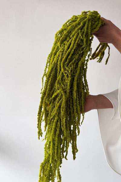 Preserved Amaranthus - Lime Green - image 2