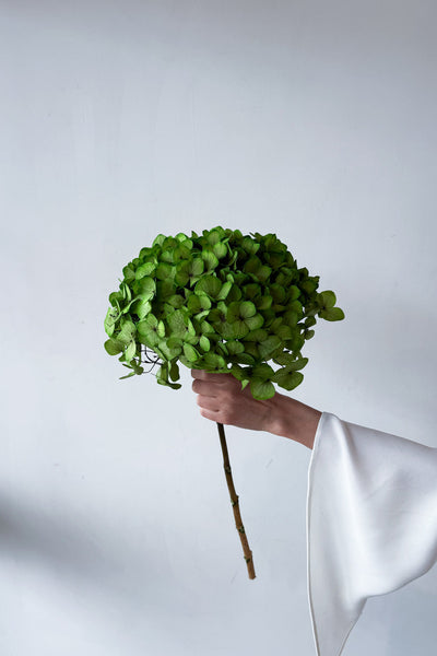 Preserved Large-Leaf Hydrangea Stem - Green - image 4