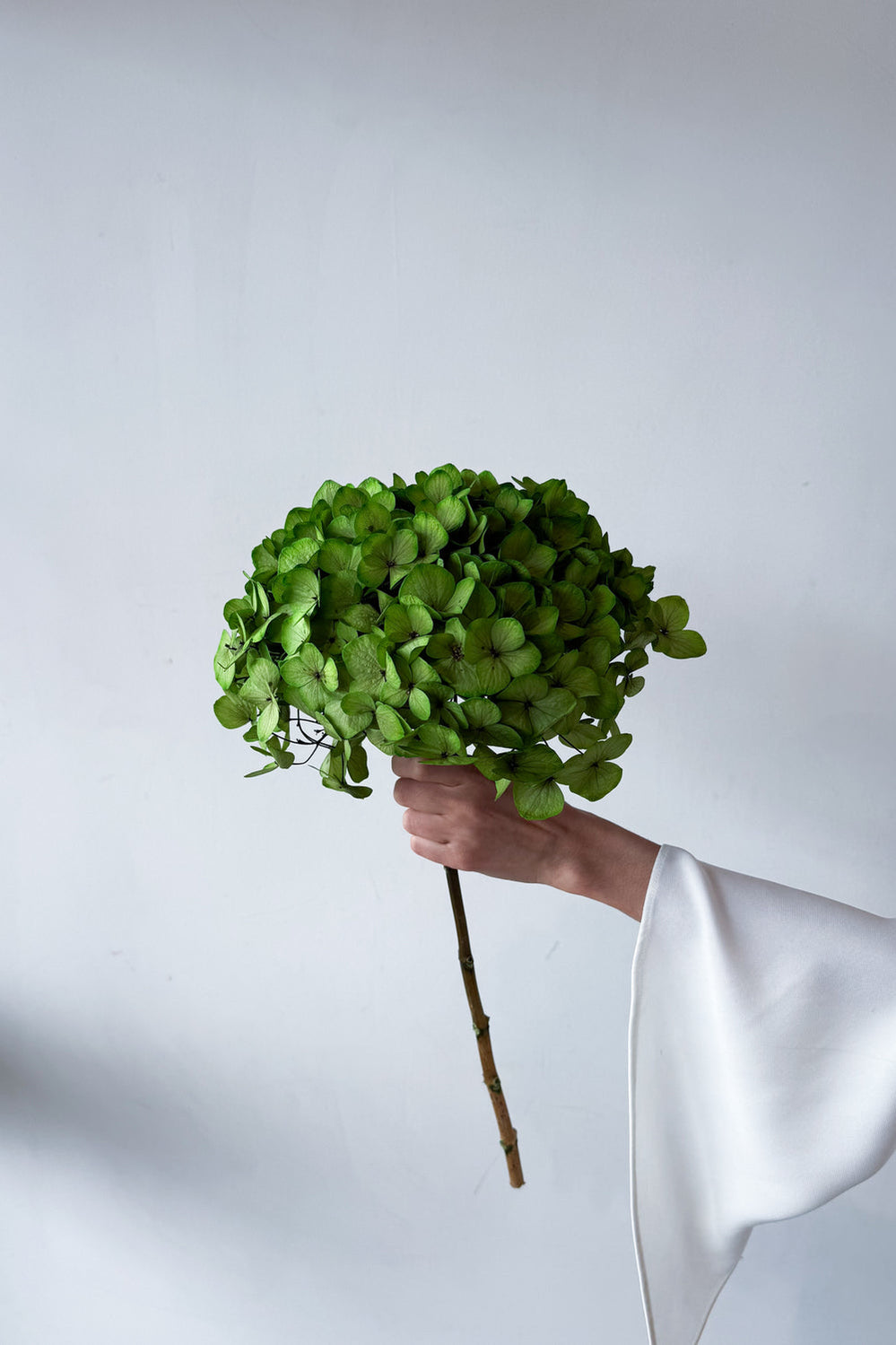 Preserved Large-Leaf Hydrangea Stem - Green - image 4