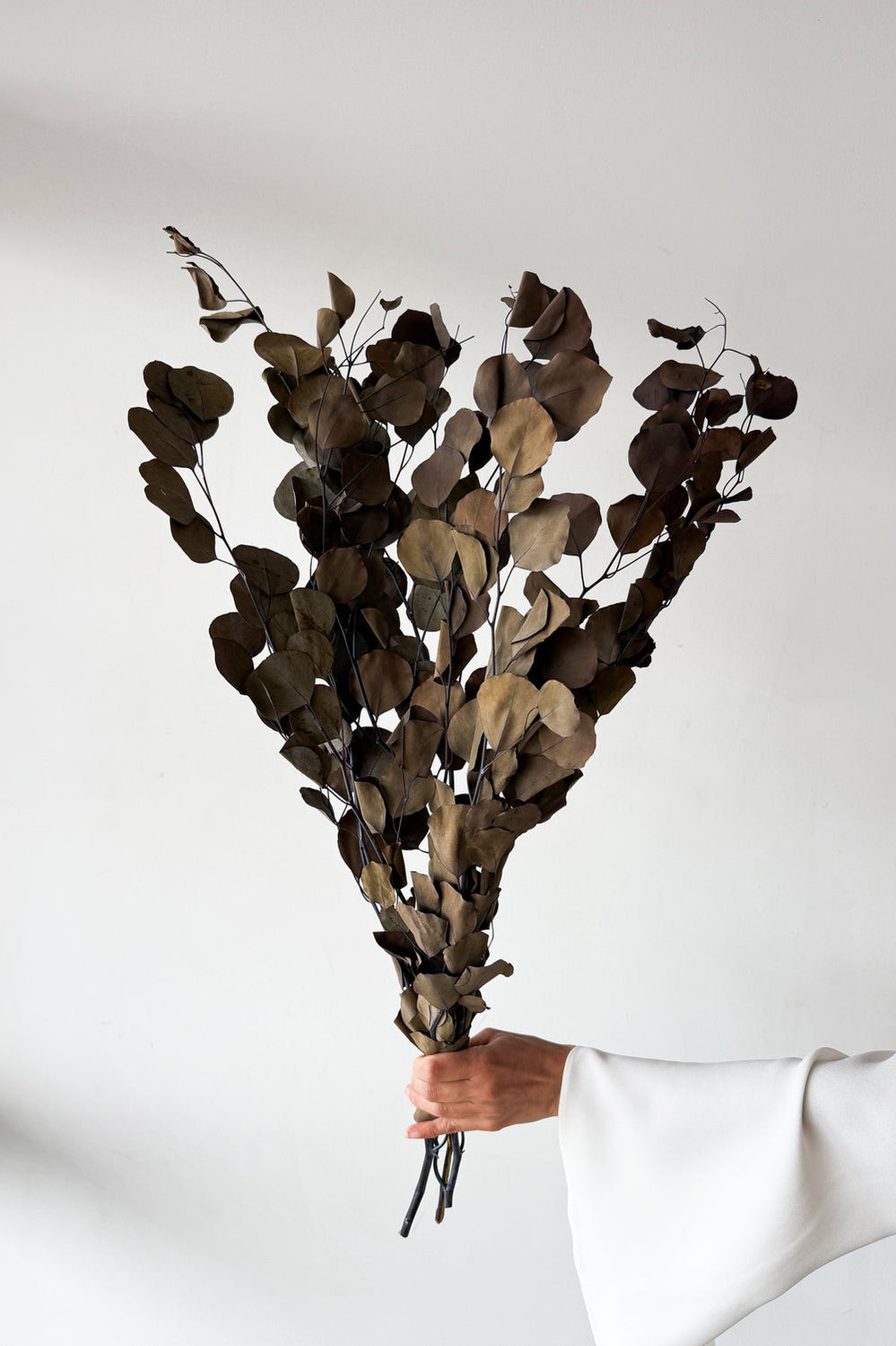 Preserved Polygum Foliage - Natural - image 1