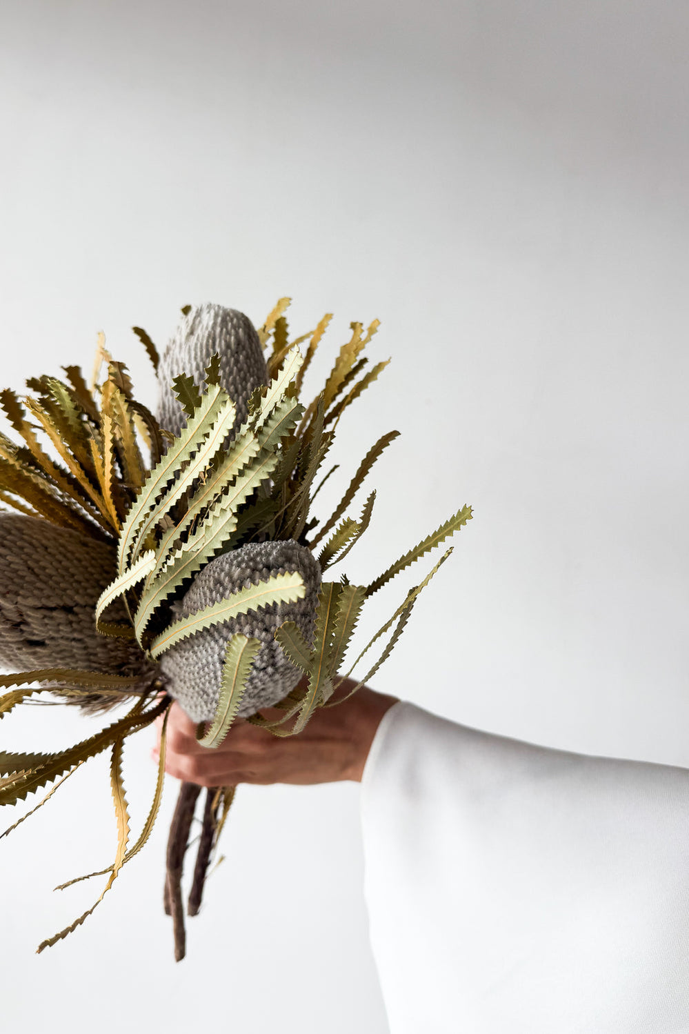 Dried Native Banksia 3 Stems - Natural - image 4