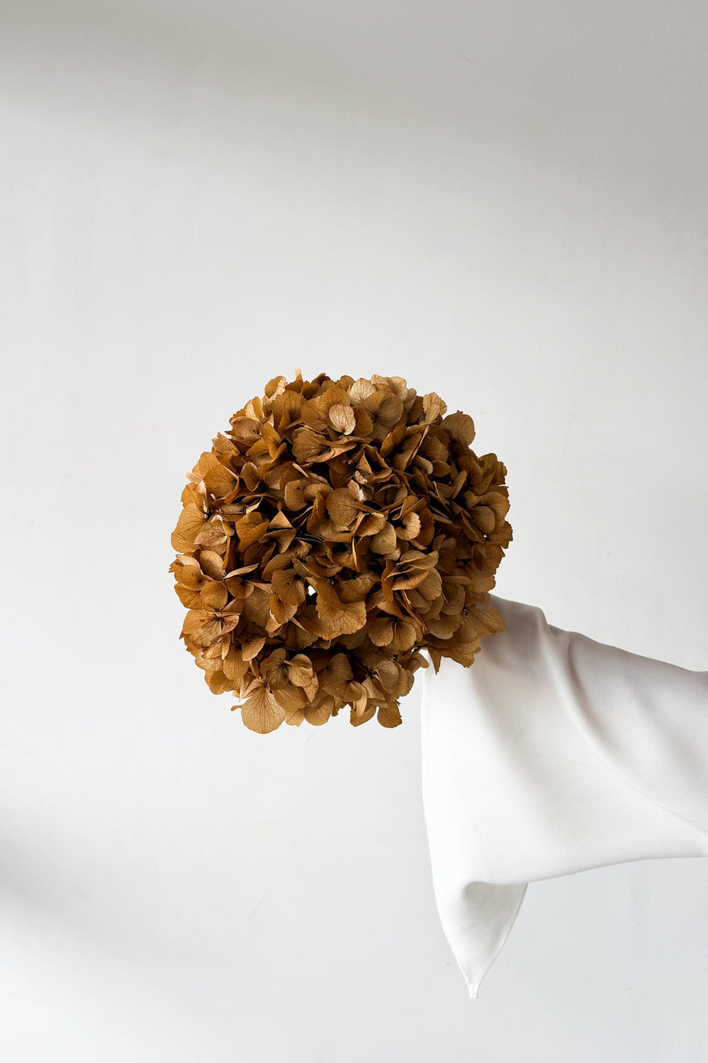 Preserved Large-Leaf Hydrangea Stem - Natural - image 1