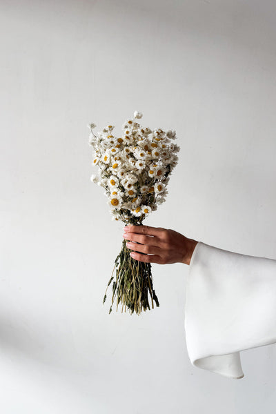 Dried Daisy Bunch - Natural - image 2
