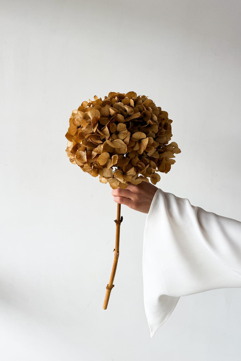 Preserved Large-Leaf Hydrangea Stem - Natural - image 3