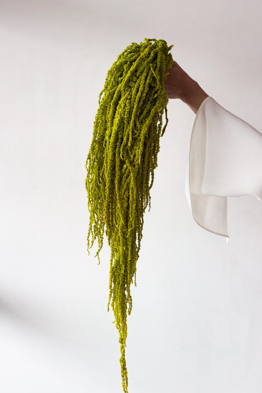 Preserved Amaranthus - Lime Green - image 1