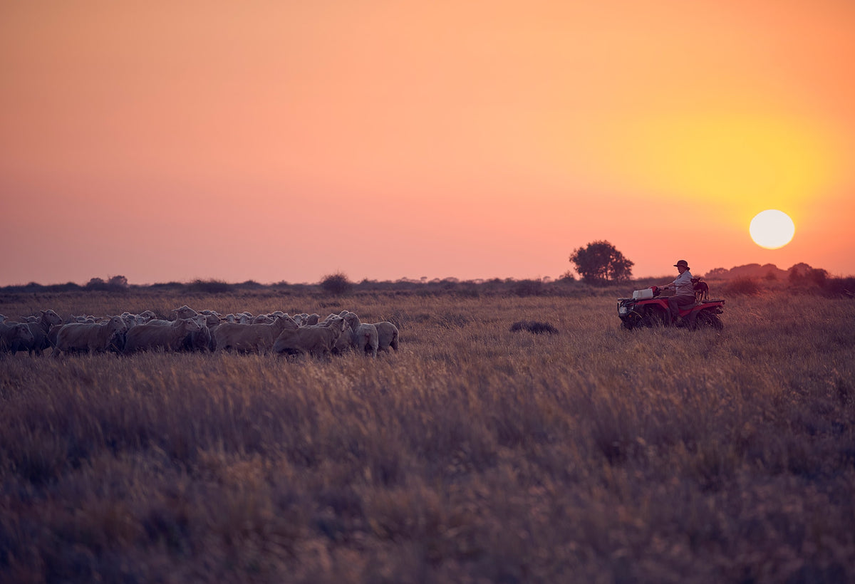 Sheep grazing at sunset with a farmer riding a quad bike across the grassland