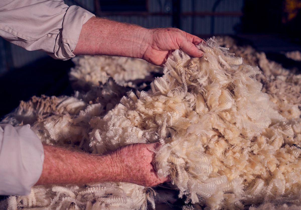 Close-up of raw wool fleece being handled during shearing