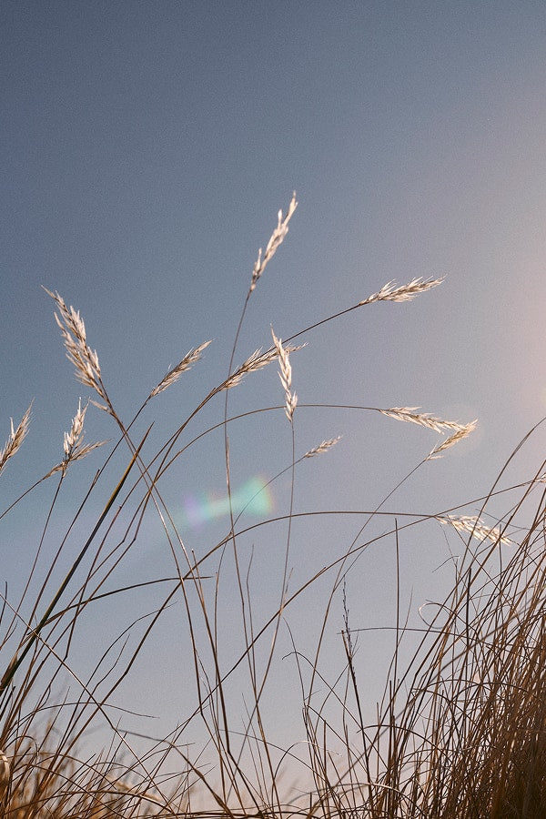Native grass seed heads backlit by the sun