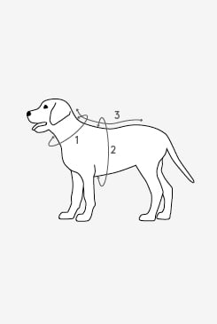 How to measure diagram - dog harness
