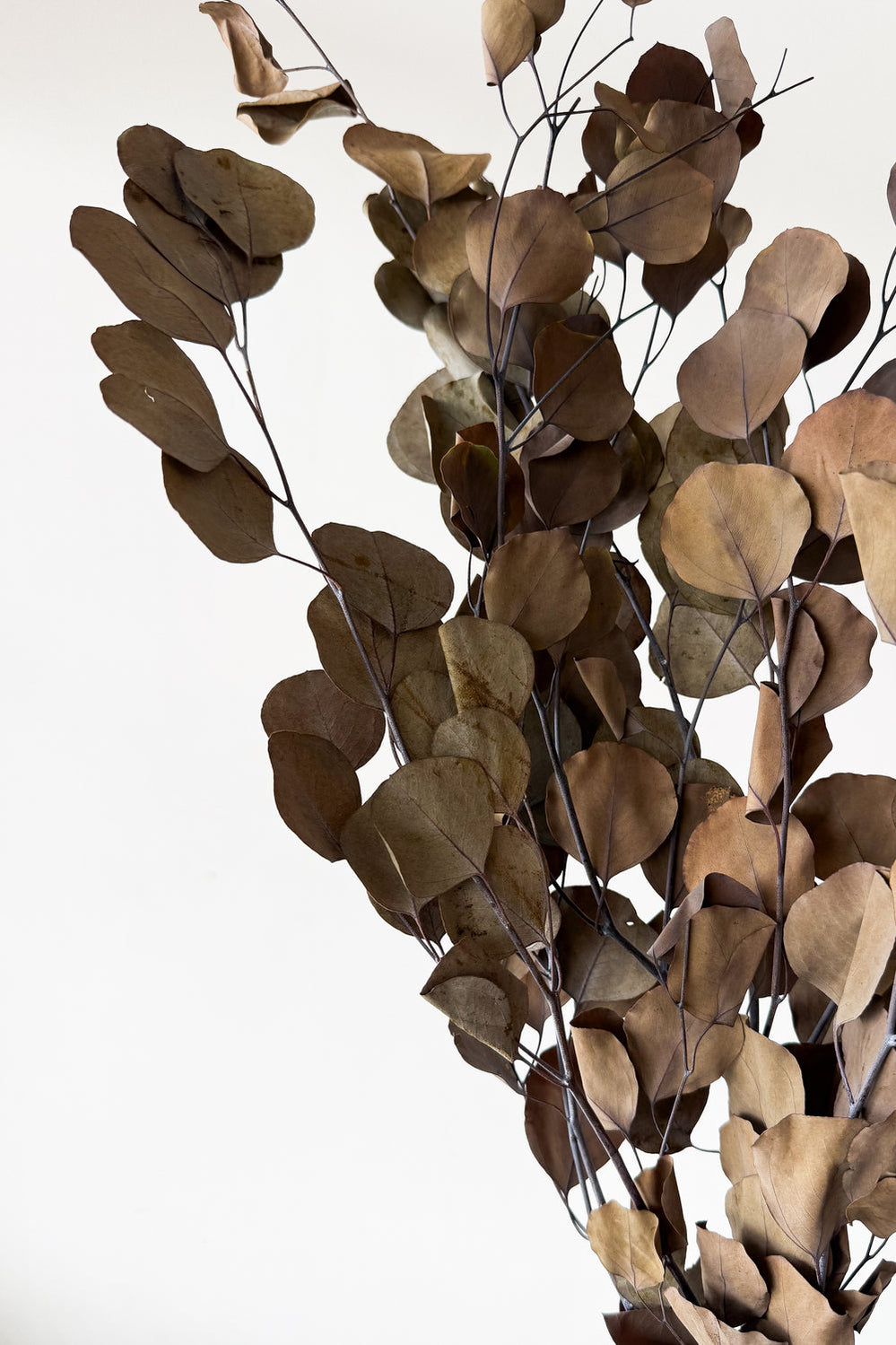 Preserved Polygum Foliage - Natural - image 2