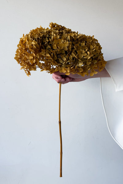 Preserved Small-Leaf Hydrangea Stem - Natural - image 2