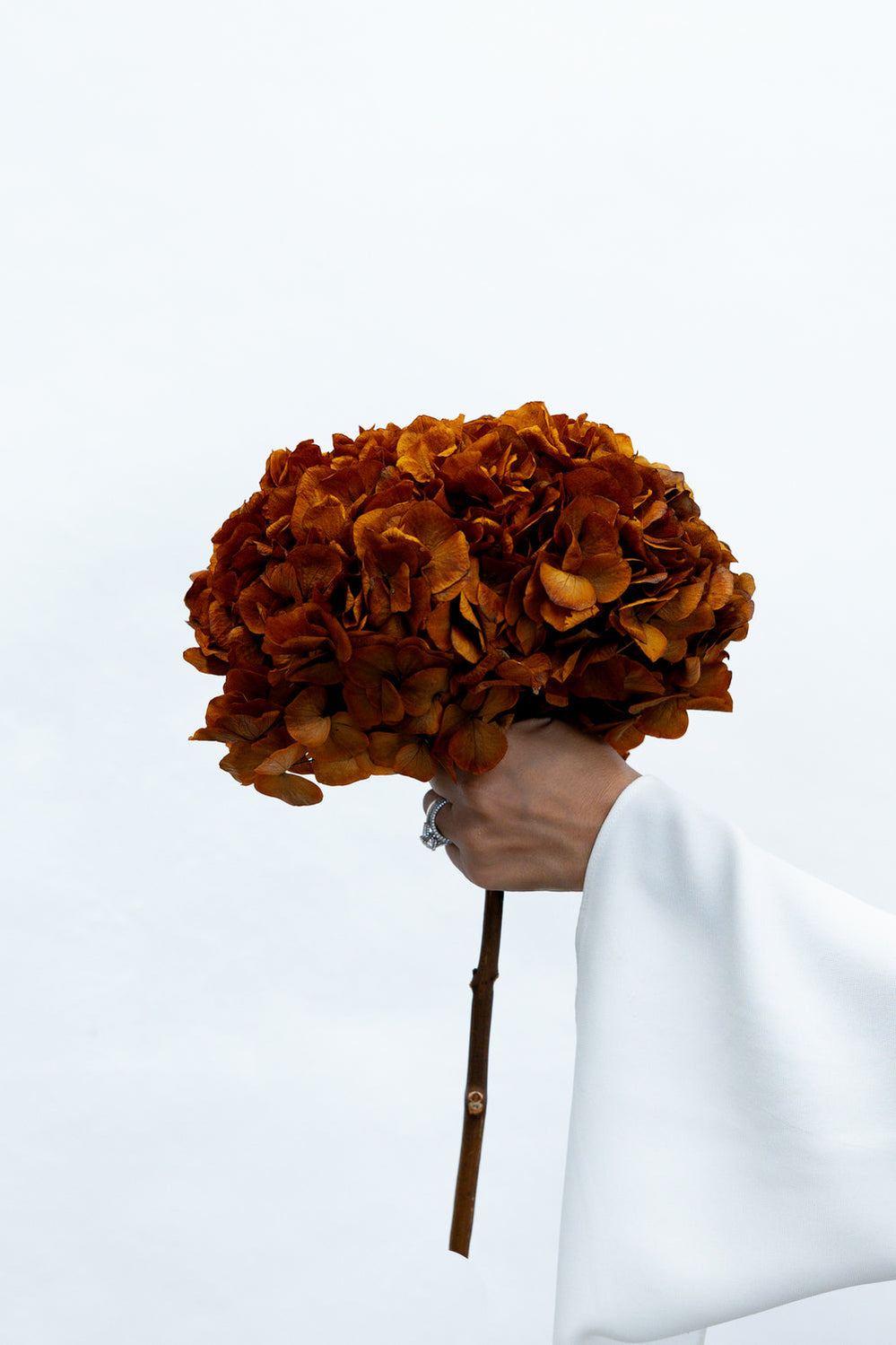Preserved Large-Leaf Hydrangea Stem - Orange - image 2