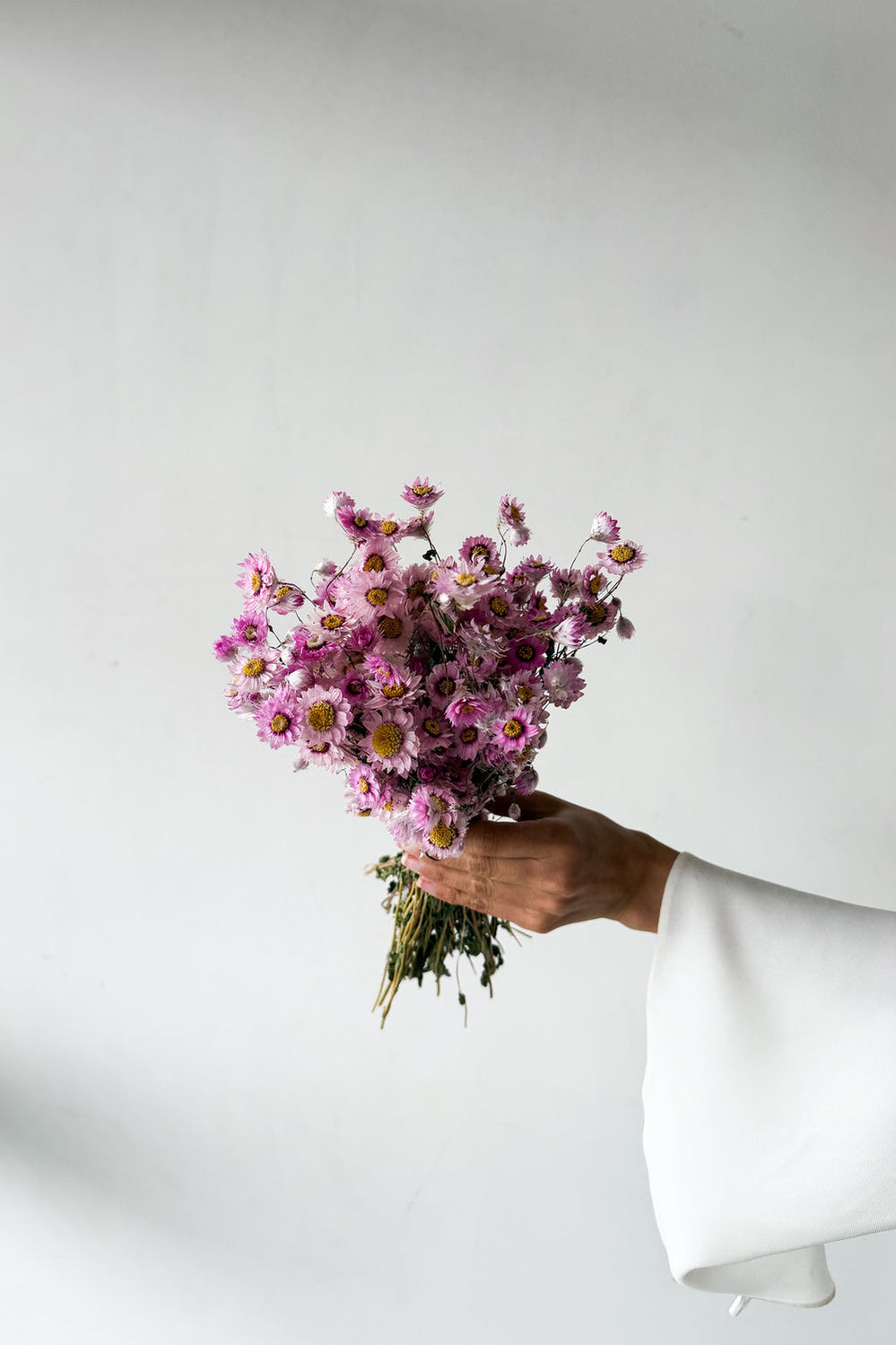 Dried Daisy Bunch - Blossom - image 2