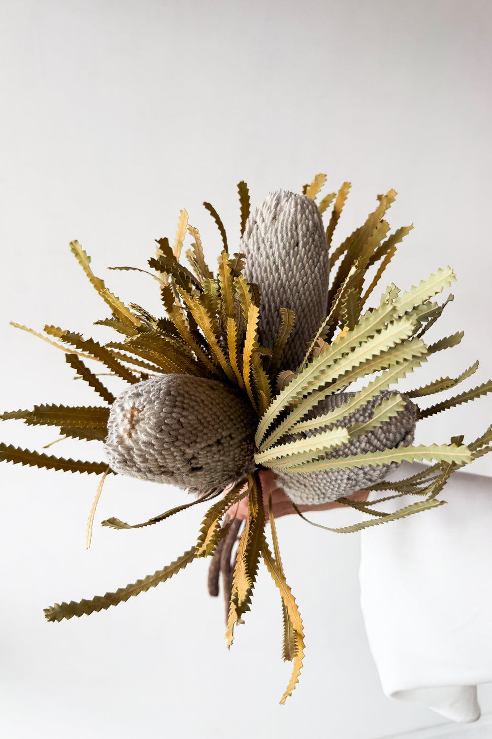 Dried Native Banksia 3 Stems - Natural - image 2