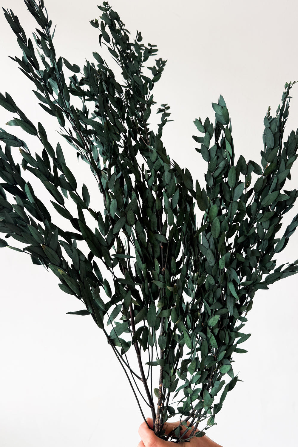 Preserved Small-leaf Gum - Seagrass - image 2