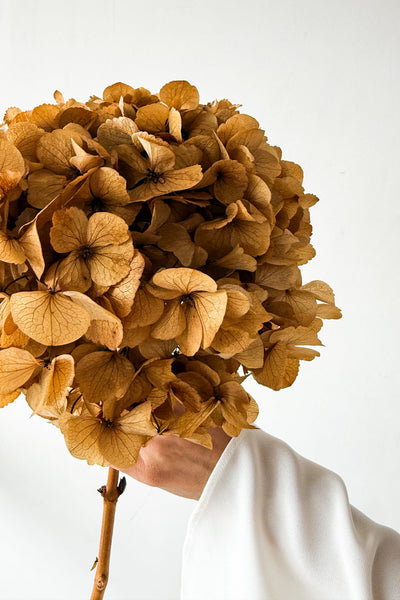 Preserved Large-Leaf Hydrangea Stem - Natural - image 4