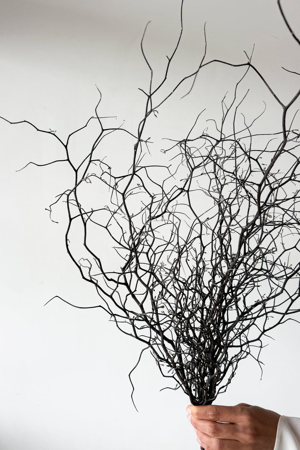 Dried Corokia - Natural - image 2